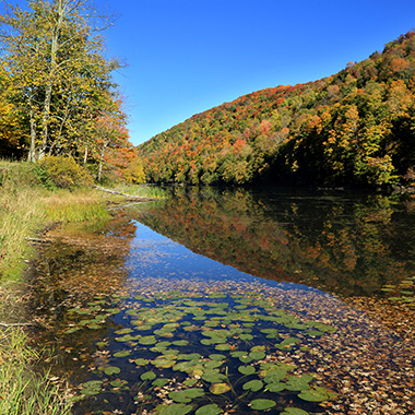 Image of Pond with Link to Projects Page