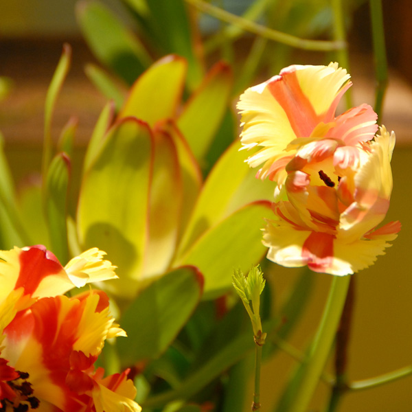 Close up view of yellow and orange Iris flowers