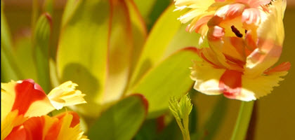 Daytime close up view of yellow and orange irises